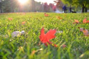 Lawn Diagnosis for Healthy Autumn Grass