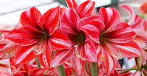 Amaryllis Growing and Care Tips